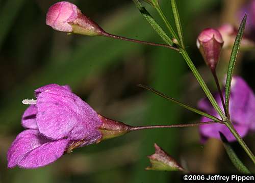 Slenderleaf False Foxglove, Slender Gerardia (Agalinis tenuifolia)