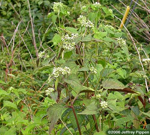 White Snakeroot (Ageratina altissima)