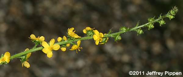 Tall Hairy Agrimony, Common Agrimony (Agrimonia gryposepala)