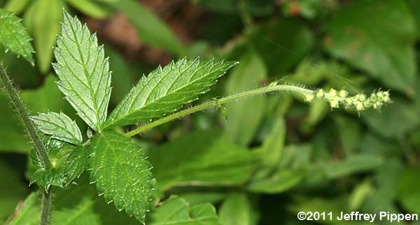 Tall Hairy Agrimony, Common Agrimony (Agrimonia gryposepala)