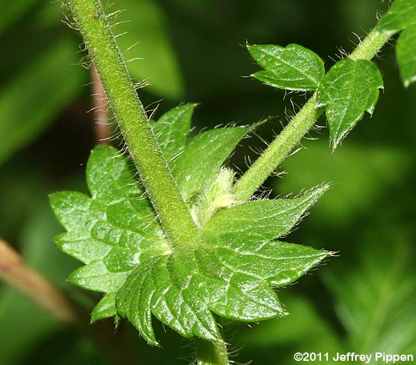 Tall Hairy Agrimony, Common Agrimony (Agrimonia gryposepala)
