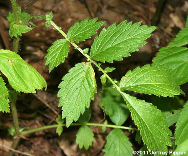 Tall Hairy Agrimony, Common Agrimony (Agrimonia gryposepala)
