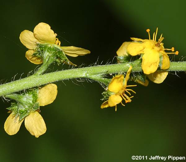 Tall Hairy Agrimony, Common Agrimony (Agrimonia gryposepala)
