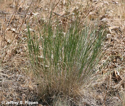 Crested Wheatgrass (Agropyron spicatum)