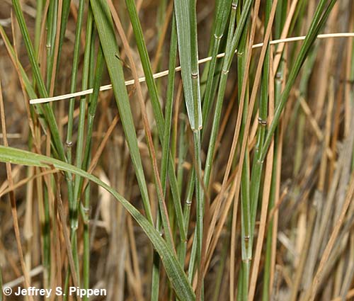 Crested Wheatgrass (Agropyron spicatum)