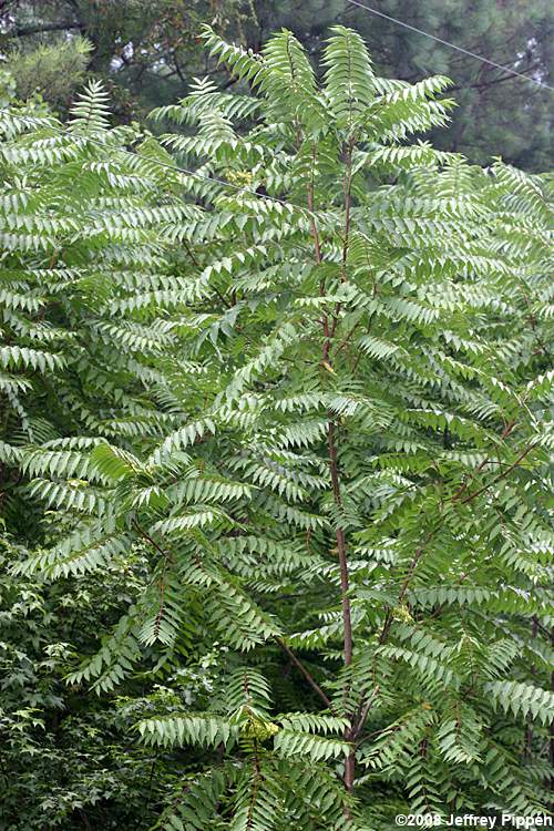 Ailanthus altissima (Tree-of-heaven)