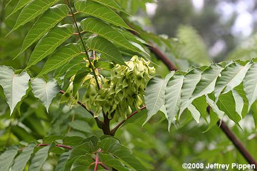 Ailanthus altissima (Tree-of-heaven)