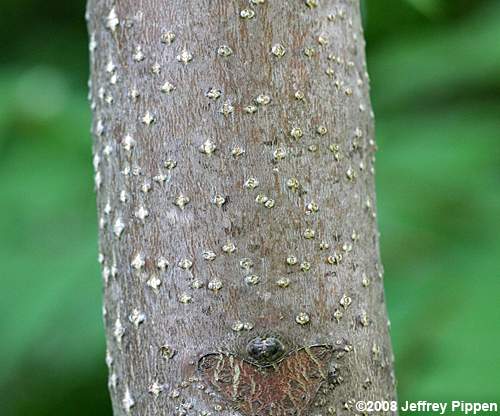 Ailanthus altissima (Tree-of-heaven)