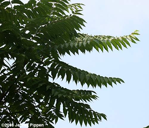 Ailanthus altissima (Tree-of-heaven)