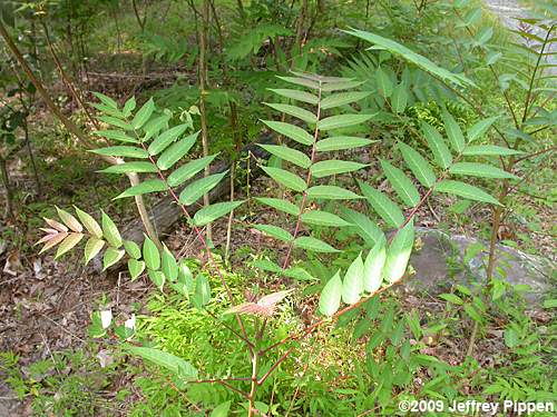 Ailanthus altissima (Tree-of-heaven)