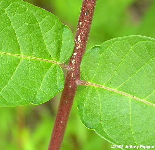 Ailanthus altissima (Tree-of-heaven)