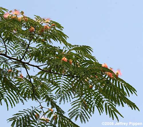 Silktree Mimosa (Albizia julibrissin)