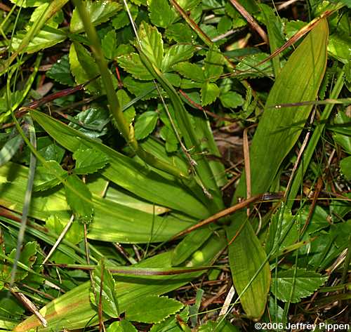 Colic-root (Aletris farinosa)