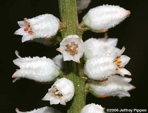 Colic-root (Aletris farinosa)