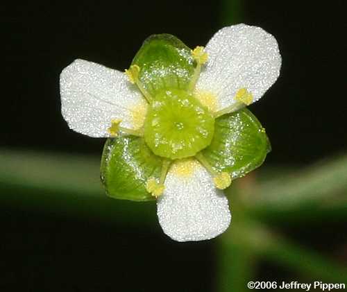 American Water-plantain, Southern Water-plantain (Alisma subcordatum)
