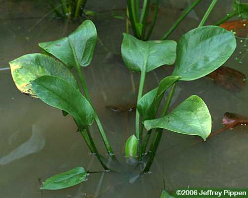 American Water-plantain, Southern Water-plantain (Alisma subcordatum)