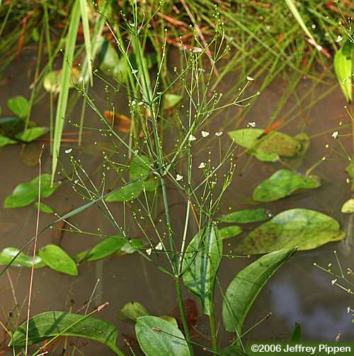 American Water-plantain, Southern Water-plantain (Alisma subcordatum)