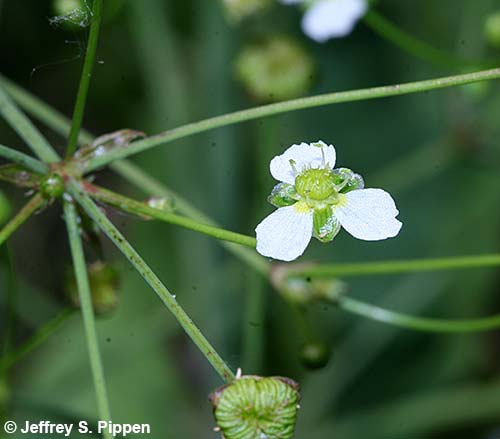 American Water Plantain, Northern Water Plantain, Largeflower Water Plantain (Alisma triviale)