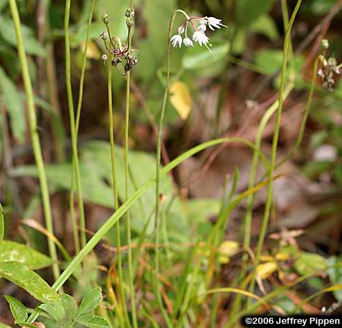 Nodding Onion (Allium cernuum)