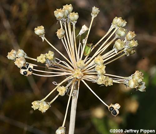 Cuthbert's Onion (Allium cuthbertii)