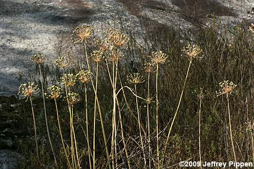 Cuthbert's Onion (Allium cuthbertii)