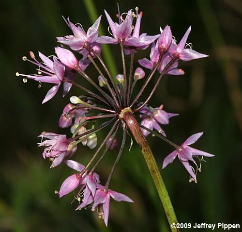 Savanna Onion (Allium new species 1)