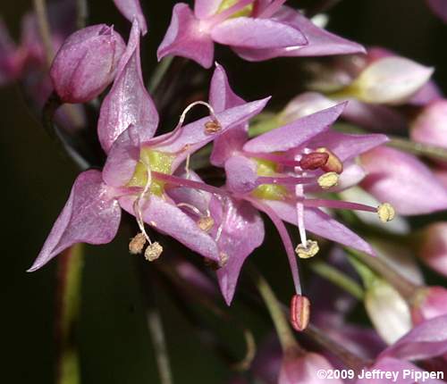 Savanna Onion (Allium new species 1)
