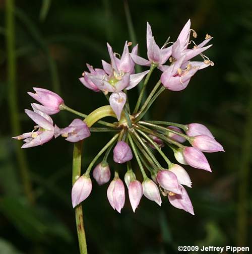 Savanna Onion (Allium new species 1)
