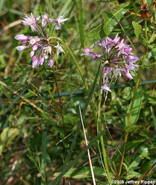 Savanna Onion (Allium new species 1)