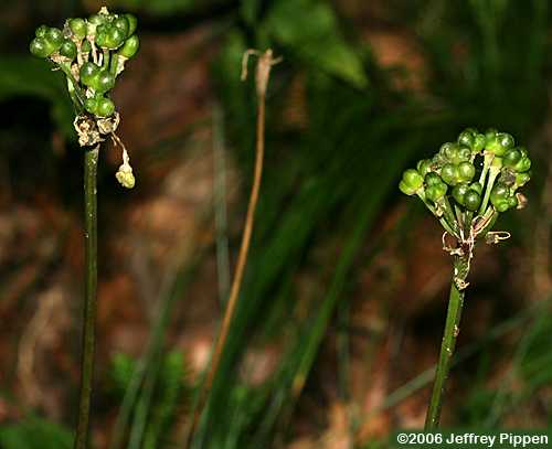 Ramps (Allium tricoccum)