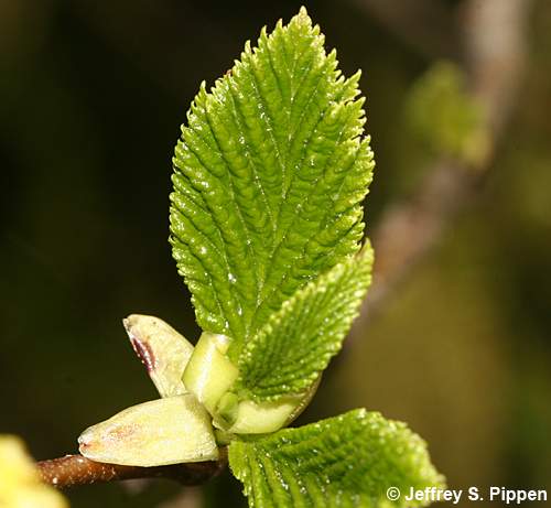 Green Alder, Sitka Alder (Alnus viridis sinuata)