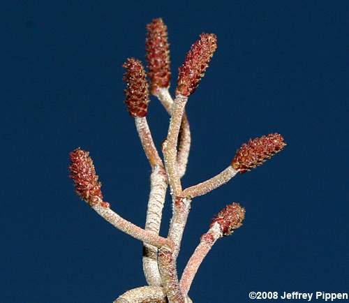 Hazel Alder, Tag Alder, Smooth Alder (Alnus serrulata)