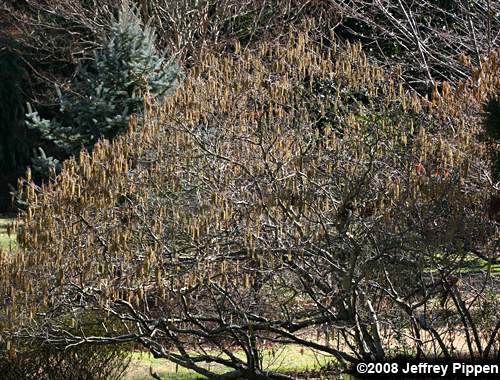 Hazel Alder, Tag Alder, Smooth Alder (Alnus serrulata)