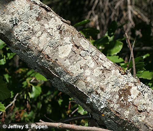 Green Alder (Alnus viridis)