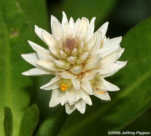 Alligatorweed (Alternanthera philoxeroides)