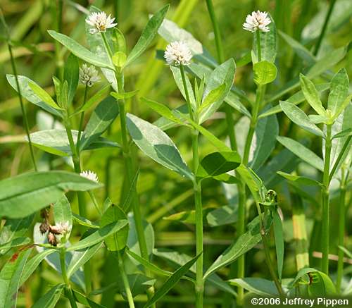 Alligatorweed (Alternanthera philoxeroides)