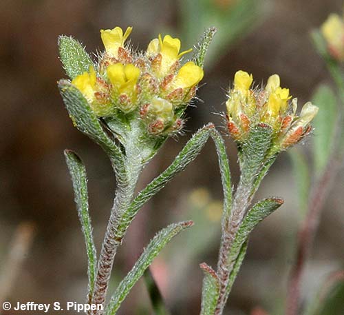 Yellow Alyssum, Pale Madwort, Small Alison (Alyssum alyssoides)