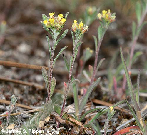 Yellow Alyssum, Pale Madwort, Small Alison (Alyssum alyssoides)
