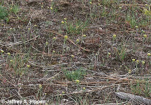 Yellow Alyssum, Pale Madwort, Small Alison (Alyssum alyssoides)