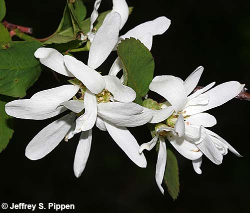 Saskatoon (Amelanchier alnifolia)