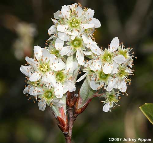 Eastern Serviceberry, Canada Serviceberry, Shadblow Serviceberry (Amelanchier canadensis)