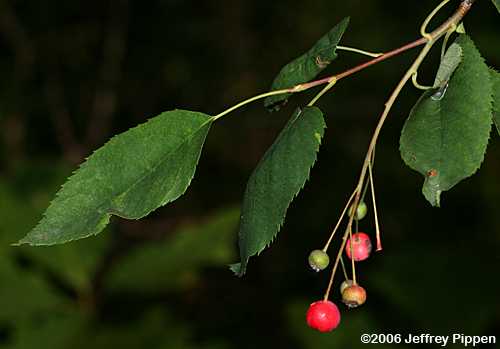Smooth Serviceberry (Amelanchier laevis)