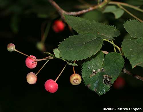 Smooth Serviceberry (Amelanchier laevis)