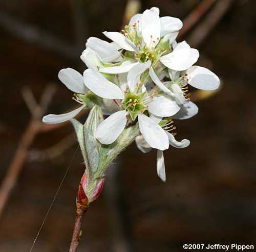 Coastal Serviceberry, Coastal Juneberry (Amelanchier obovalis)