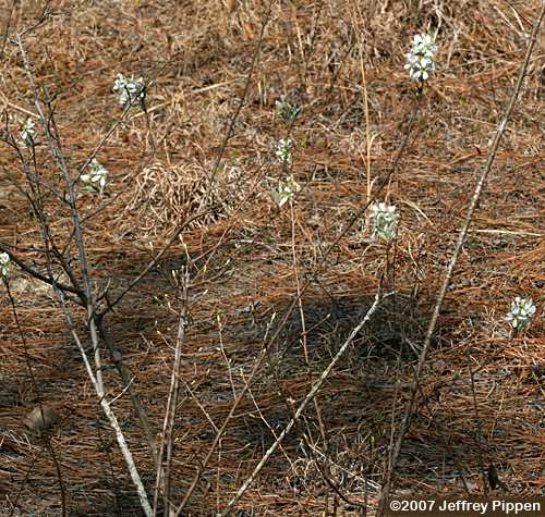 Coastal Serviceberry, Coastal Juneberry (Amelanchier obovalis)