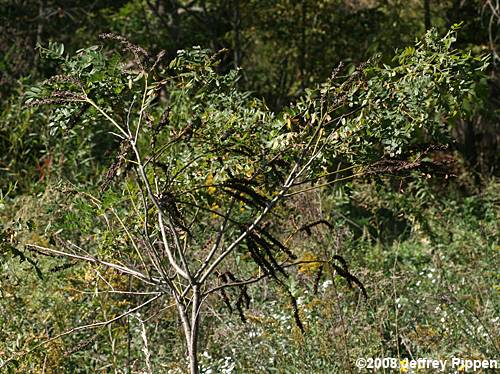 Tall Indigo-bush (Amorpha fruticosa)
