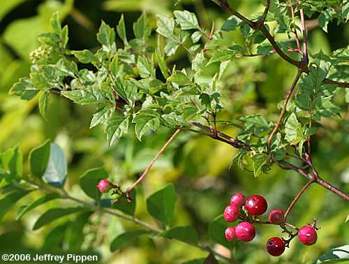 Peppervine (Ampelopsis arborea)