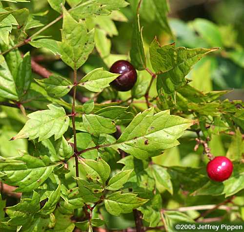 Peppervine (Ampelopsis arborea)