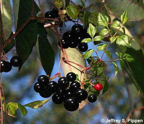 Peppervine (Ampelopsis arborea)