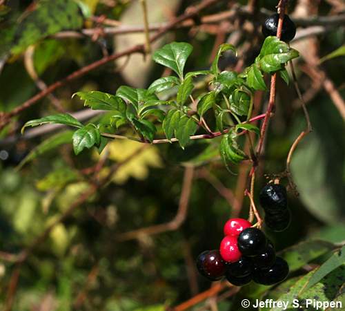 Peppervine (Ampelopsis arborea)